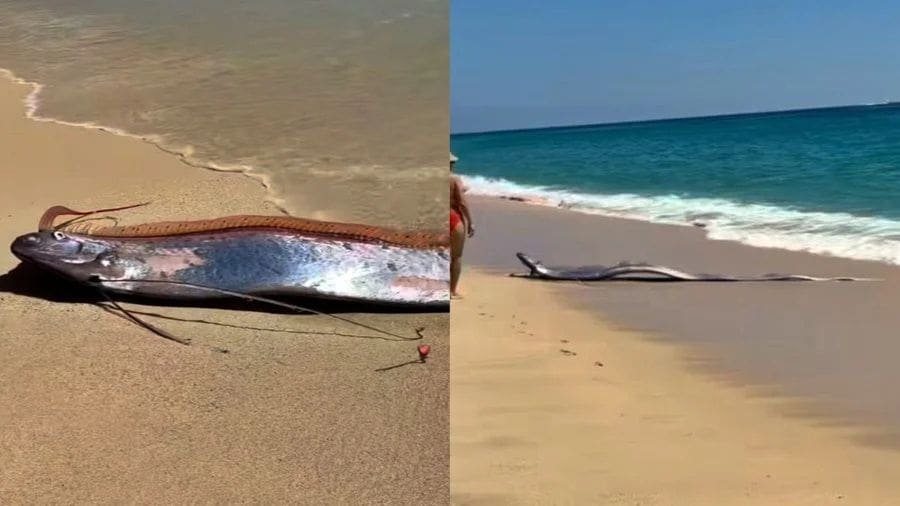 A recente apari&ccedil;&atilde;o dos peixes do ju&iacute;zo final aconteceu no final de fevereiro em San Cabo Lucas