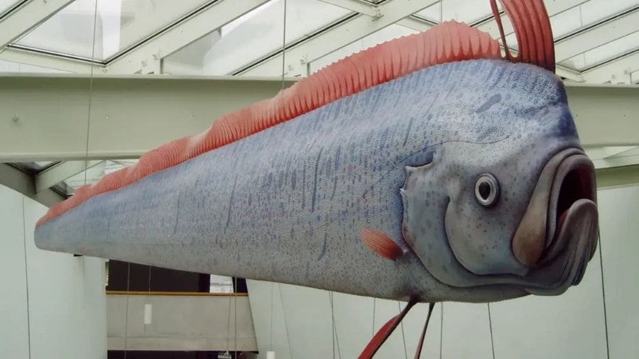 Um adulto pode chegar a 17 metros de comprimento, algo equivalente &agrave; altura de um pr&eacute;dio de seis andares