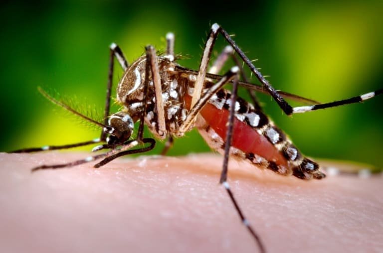 Dengue