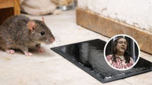 Projeto de deputada visa banir fita 'cola rato' no Brasil