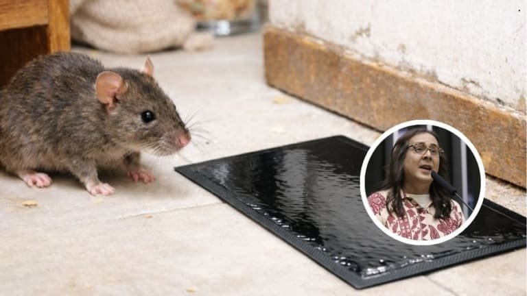 Projeto de deputada visa banir fita ‘cola rato’ no Brasil