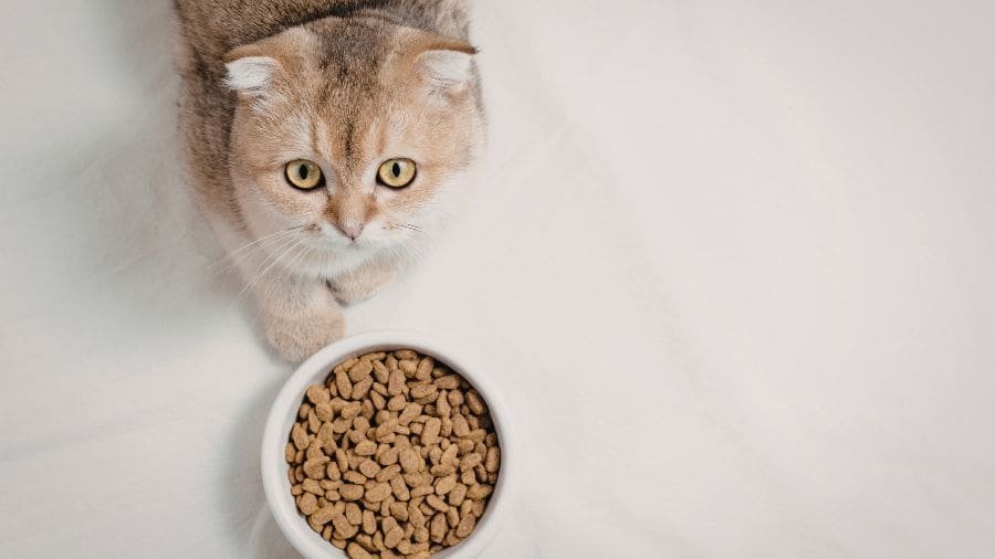 Por que gatos param de comer mesmo tendo ração no pote? Para muitos gatos, a novidade do cheiro pode ser tão importante quanto a fome