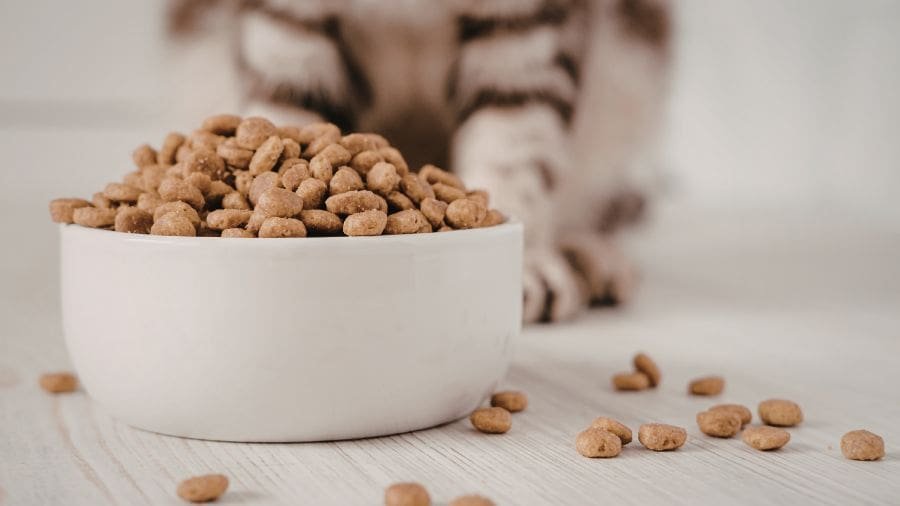 Por que gatos param de comer mesmo tendo ração no pote? os gatos param de comer não apenas por saciedade, mas também porque seu cérebro se acostuma ao cheiro