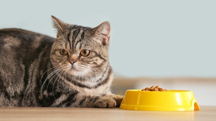 Por que gatos param de comer mesmo tendo ração no pote? Quando o cheiro permanece sempre igual, o interesse pela comida pode diminuir rapidamente