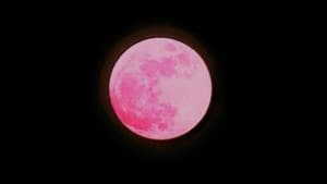 Lua rosa de hoje ilumina o céu do Brasil no dia da mentira