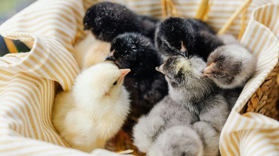 Toque humano pode deixar pintinhos mais felizes, diz estudo As primeiras experiências de vida influenciam o comportamento dos animais