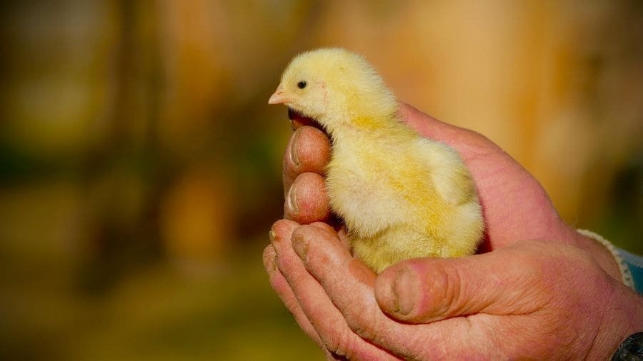 Toque humano pode deixar pintinhos mais felizes, diz estudo Às vezes, um simples gesto de carinho pode mudar completamente a forma como um animal enxerga o mundo ao seu redor
