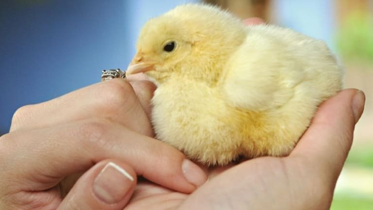 Toque humano pode deixar pintinhos mais felizes, diz estudo