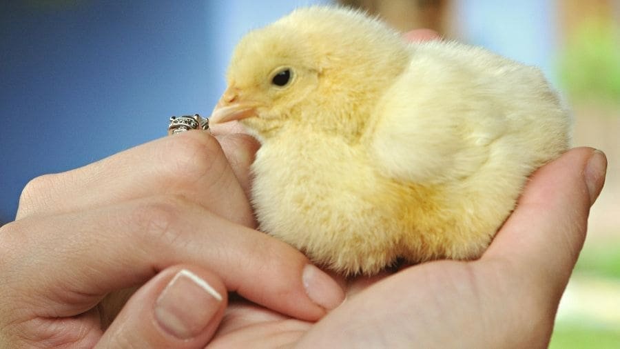 Toque humano pode deixar pintinhos mais felizes, diz estudo