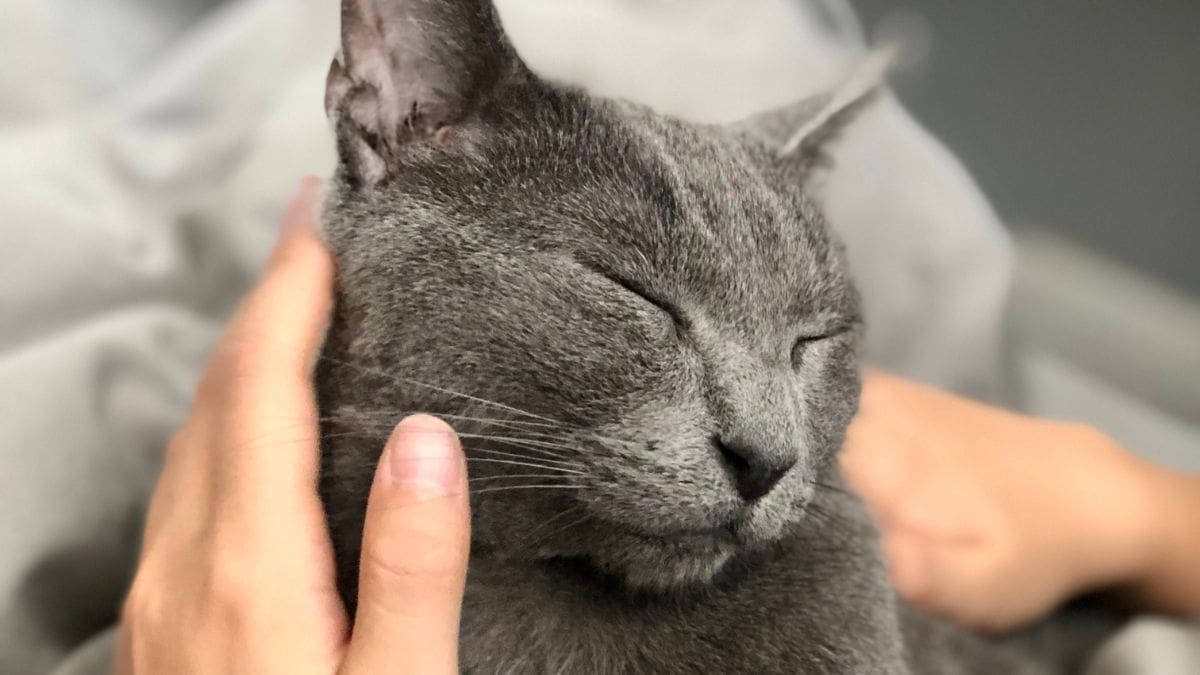 Ronronar Rugido Frequência do ronronar dos gatos pode esconder algo poderoso e curativo
