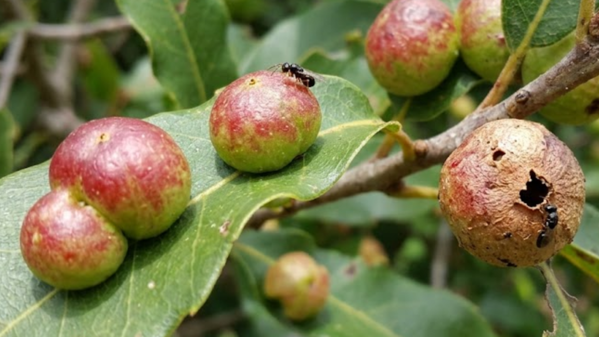 Nem tudo na natureza existe para se mover. &Agrave;s vezes, o objetivo principal &eacute; simplesmente sobreviver.