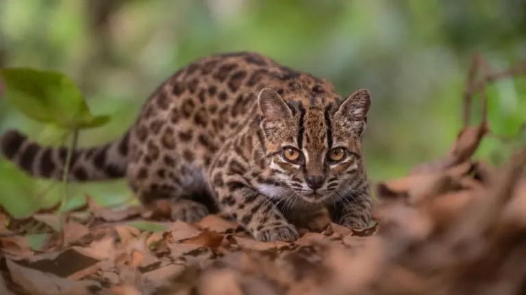 Nova espécie de gato é identificada na Bolívia após mais de um século