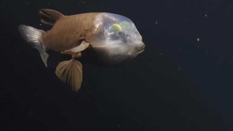 Peixe de cabeça transparente é filmado em 4K pela primeira vez