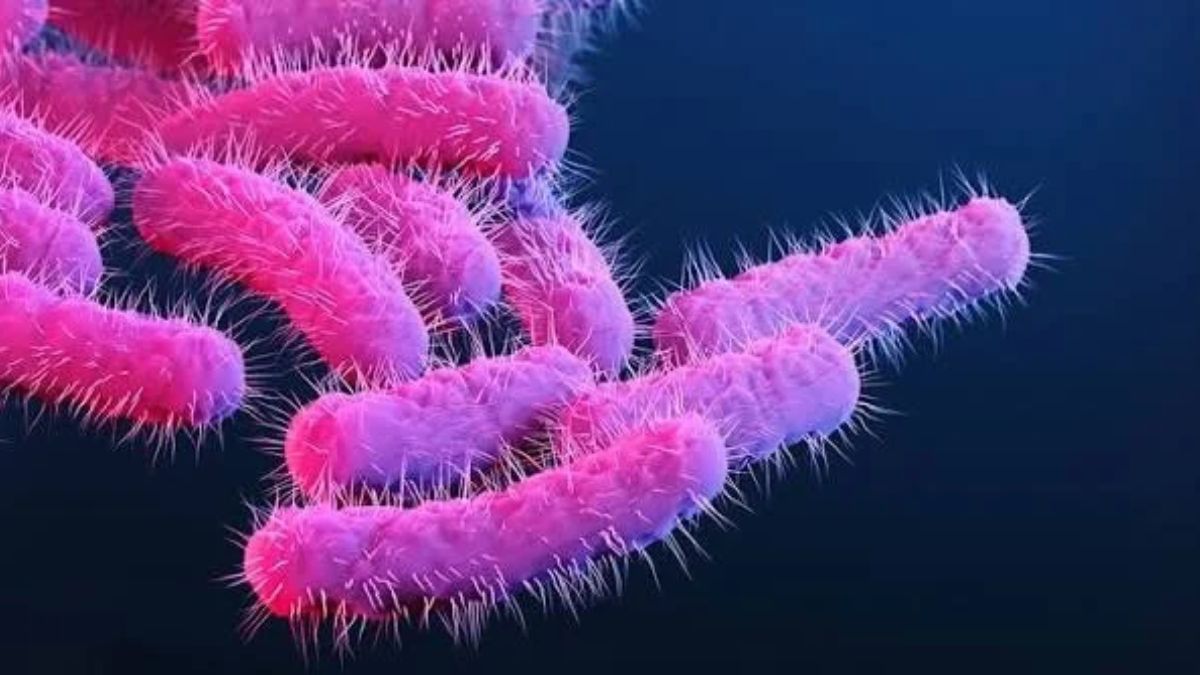 Diarreia transmitida pelo sexo mostra resistência a antibióticos Entender como a bactéria se transmite ajuda a prevenir a infecção. Transformar o diagnóstico em julgamento apenas dificulta a conversa sobre saúde.