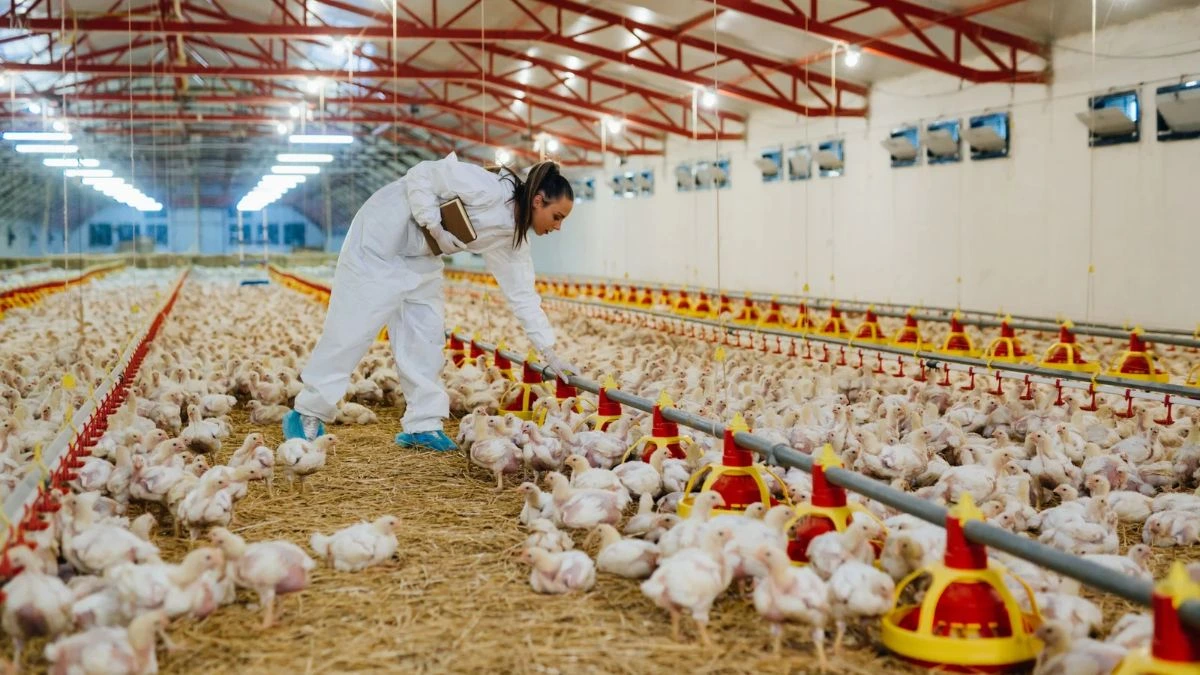 As autoridades tamb&eacute;m anunciaram o acompanhamento de aproximadamente 133 propriedades, com visitas, avalia&ccedil;&atilde;o dos animais e coleta de amostras