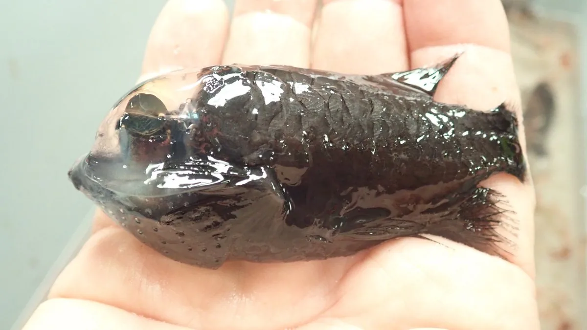 Peixe de cabeça transparente é filmado em 4K pela primeira vez Peixe de cabeça transparente é filmado em 4K pela primeira vez